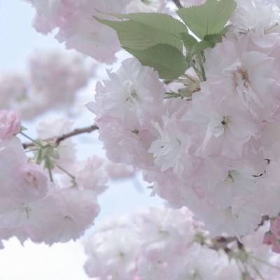 芝罘FurryQQ群介绍